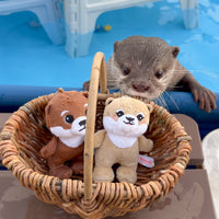 【NEW】Otter Kotaro & Hana Plush Mascot Set