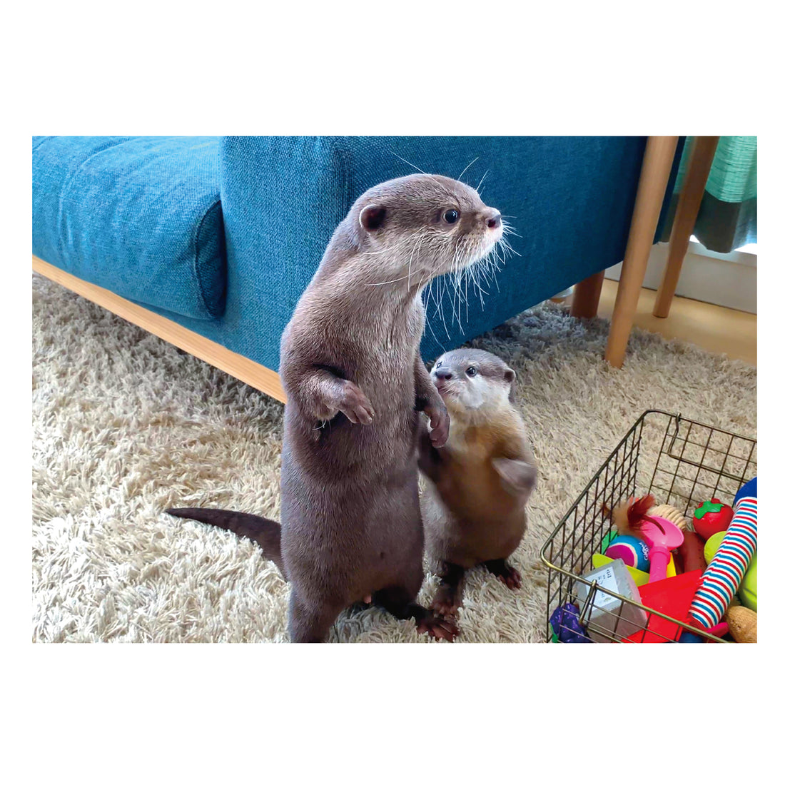 カワウソ ポストカードブック