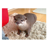 カワウソ ポストカードブック