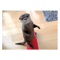 カワウソコタロー ポストカードブック