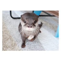 カワウソコタロー ポストカードブック