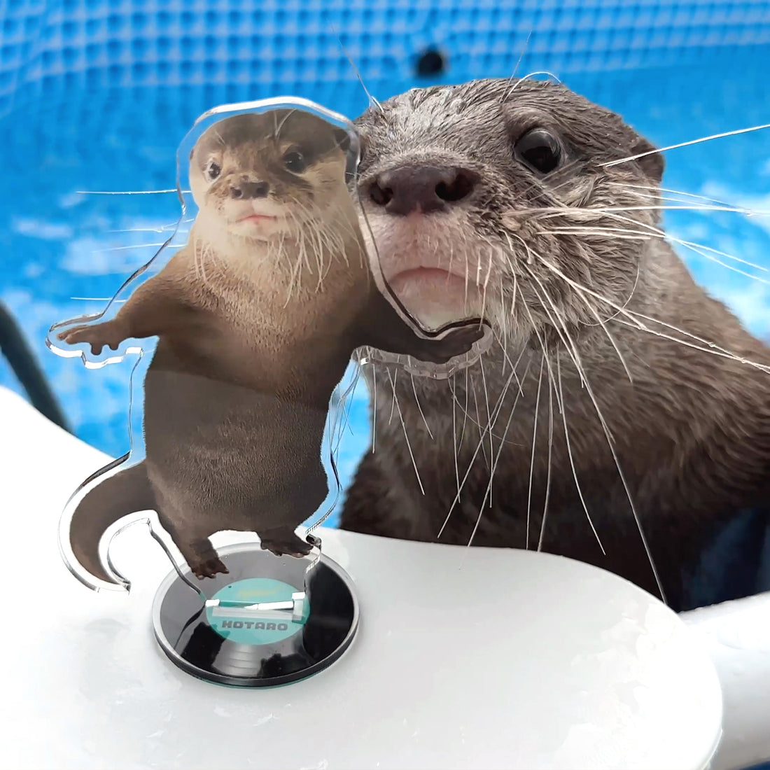 カワウソコタロー アクリルスタンド