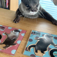 カワウソコタロー アクリルスタンド