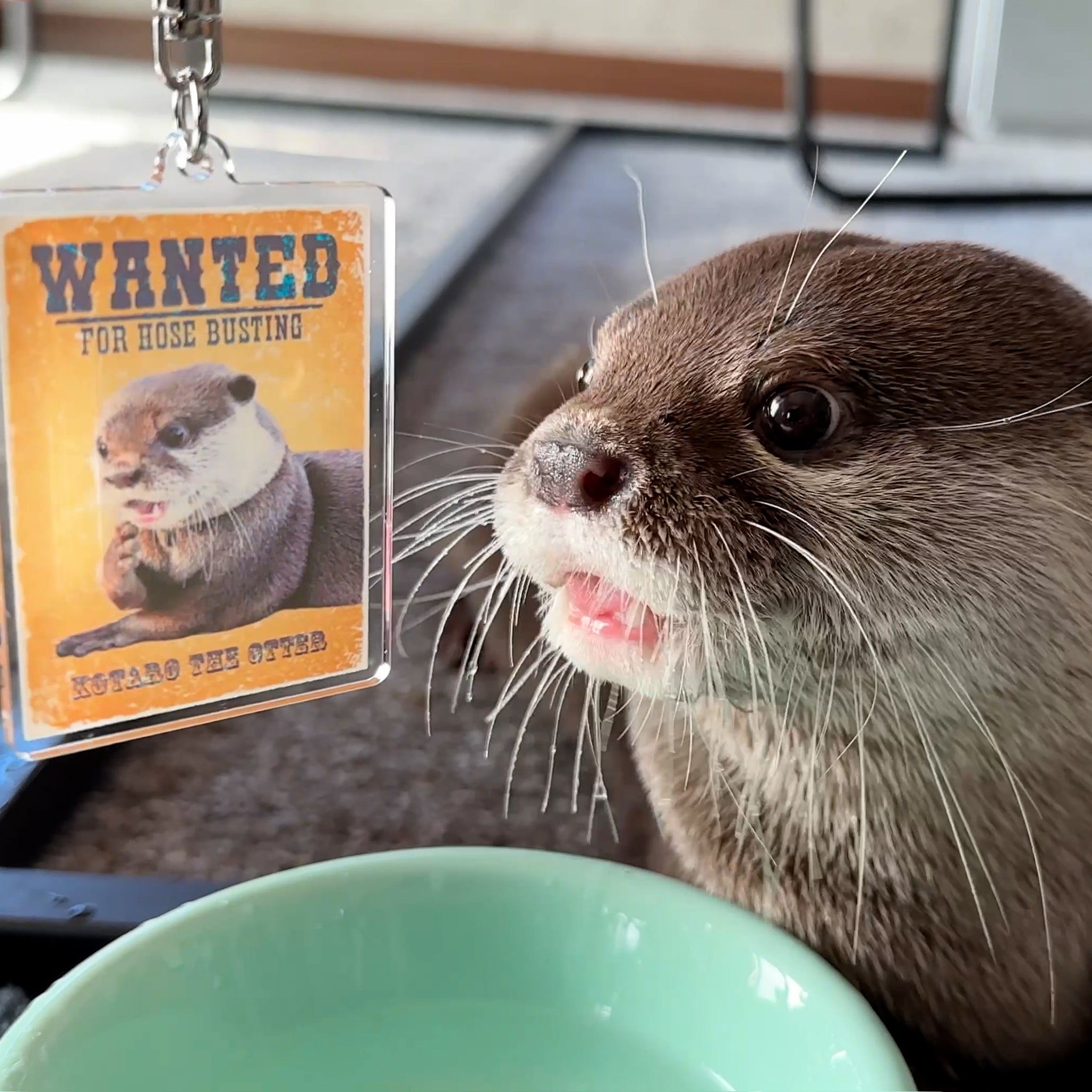 Cute Otter Keychains - No Minimum Quantity