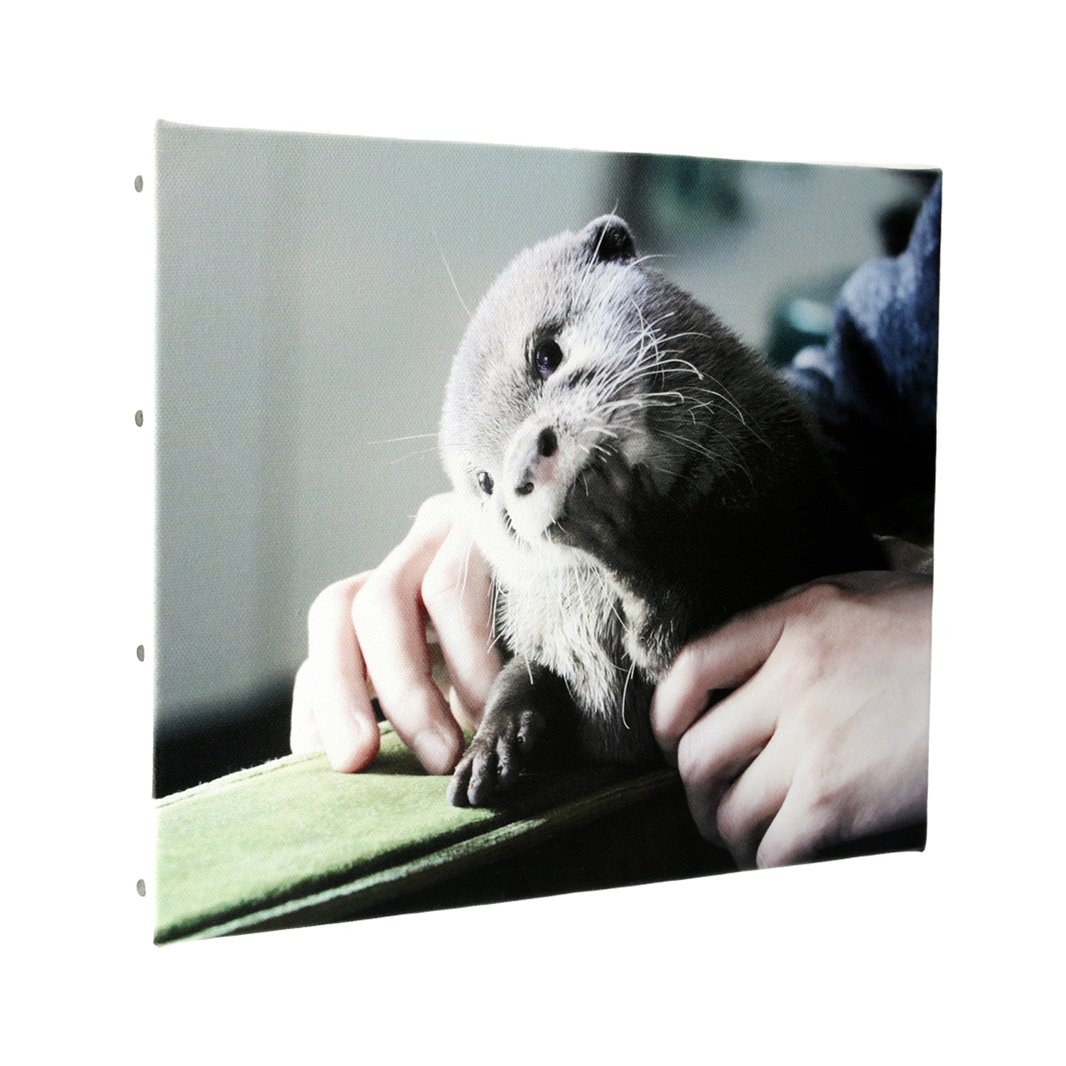 70%OFF】カワウソコタロー キャンバスアートパネル – KOTSUMET