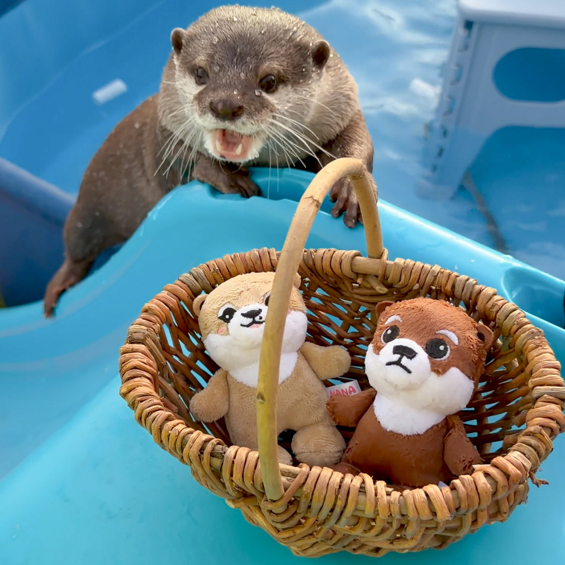 【NEW】Otter Hana Plush Mascot Keychain