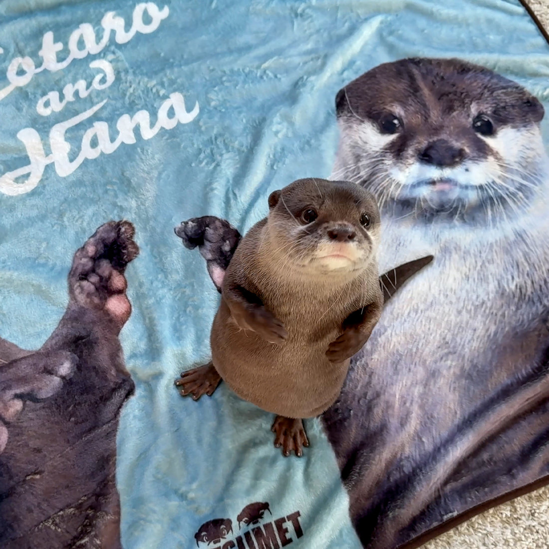 OTTER KOTARO HANA BLANKET KOTSUMET OFFICIALSTORE