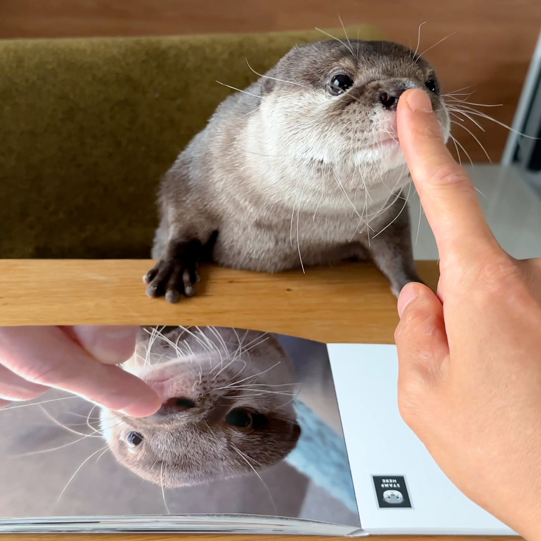 カワウソコタロー　ポストカードブック