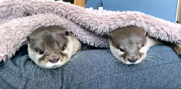カワウソコタローとハナのグッズショップ Otter Kotaro and Hana Merch Store