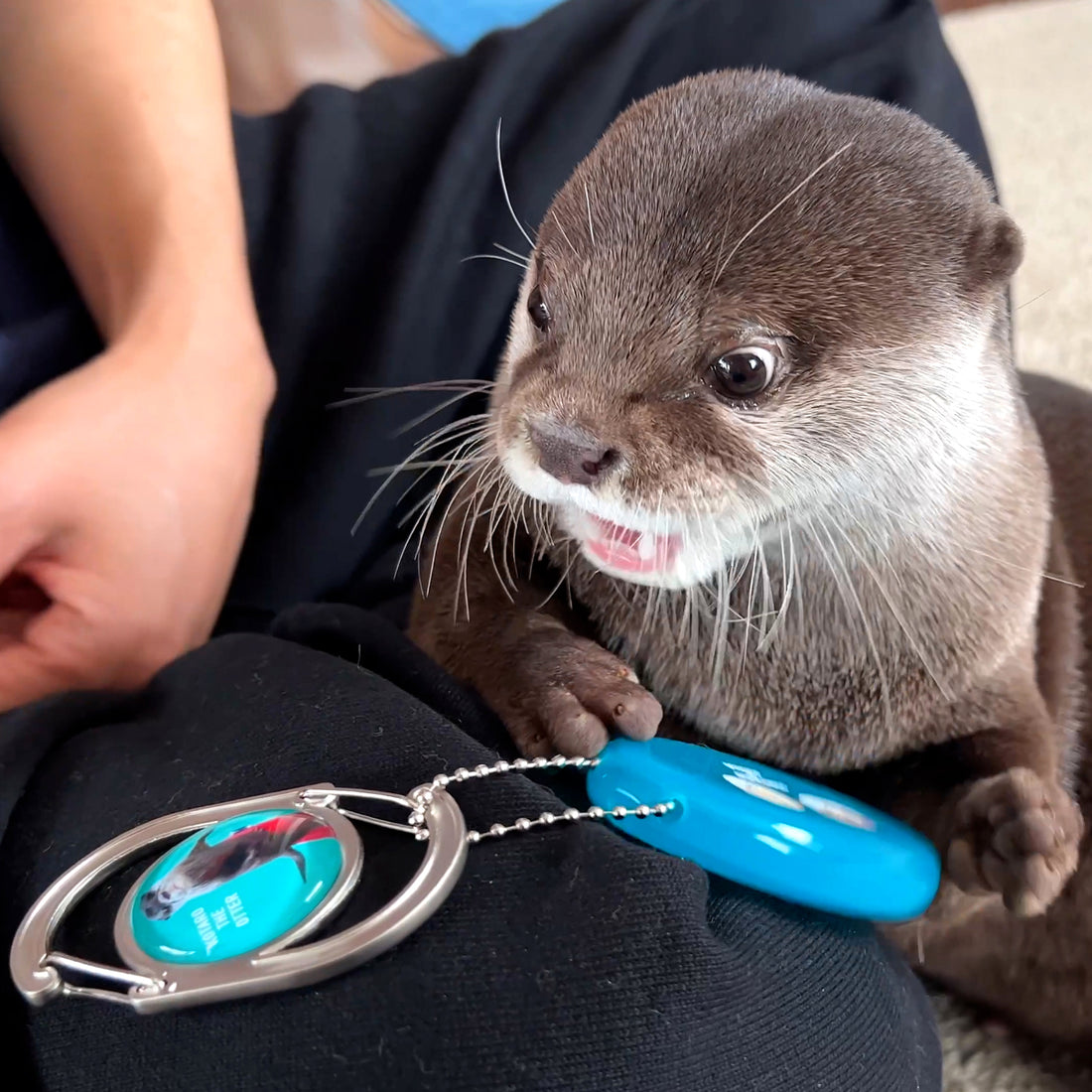 カワウソコタローのカナビラとコインケースセット